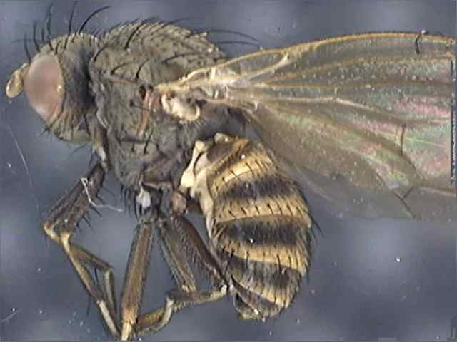 Muscidae 2